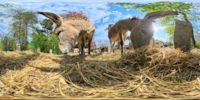 360 Grad Panorama: Eselgehege (Naturschutz-Tierpark Görlitz)
