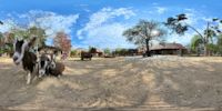 360 Grad Panorama: Streichengehege Ziegen, Alpakas, Schafe (Naturschutz-Tierpark Görlitz)